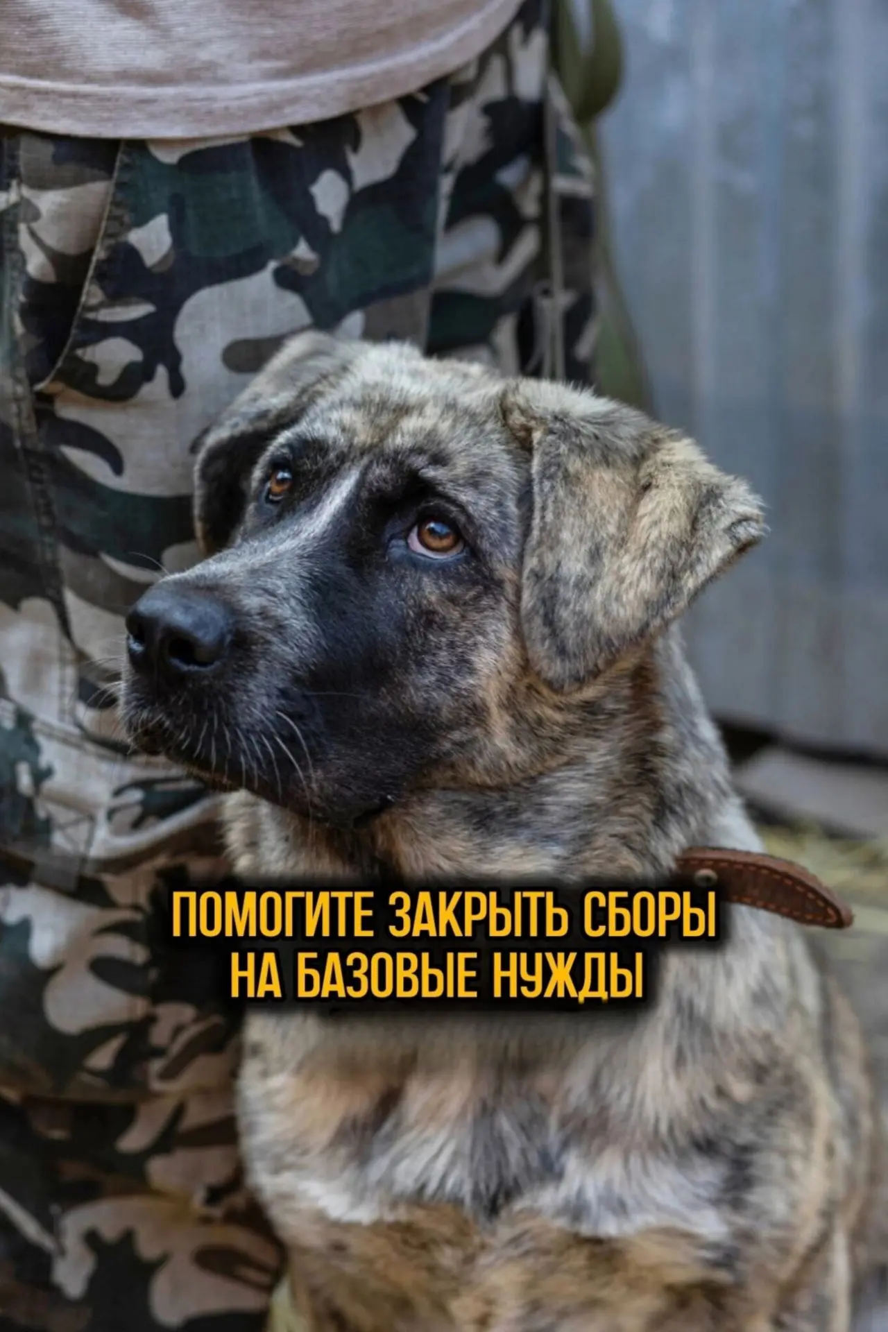 Друзья, приюту сейчас очень сложно!