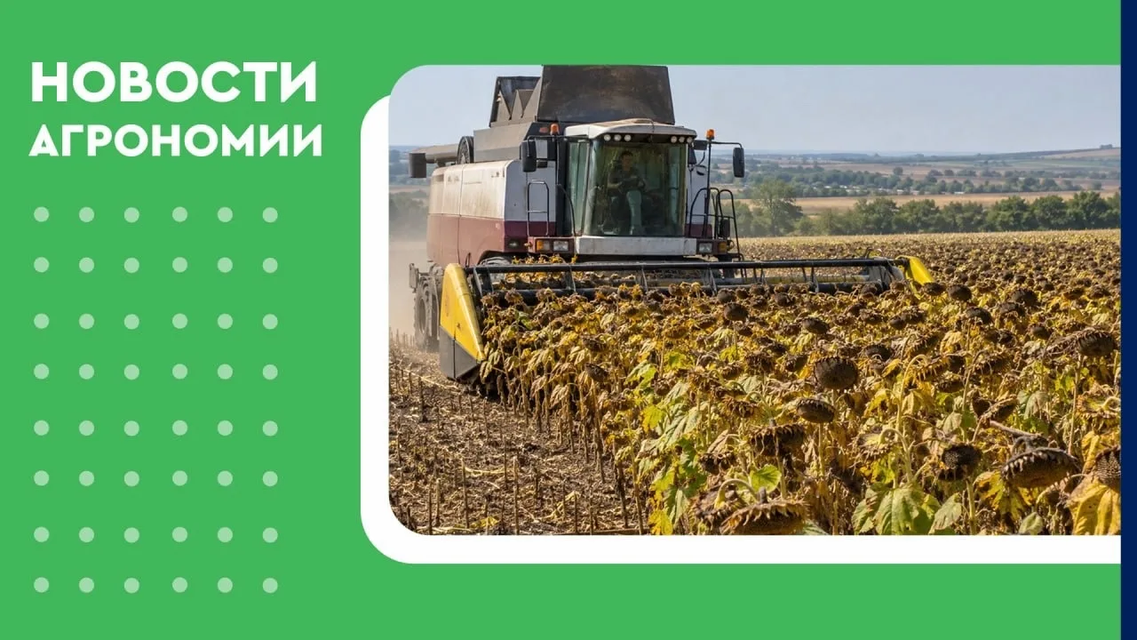 🌻 Урожай масличных превысил 300 тыс. тонн