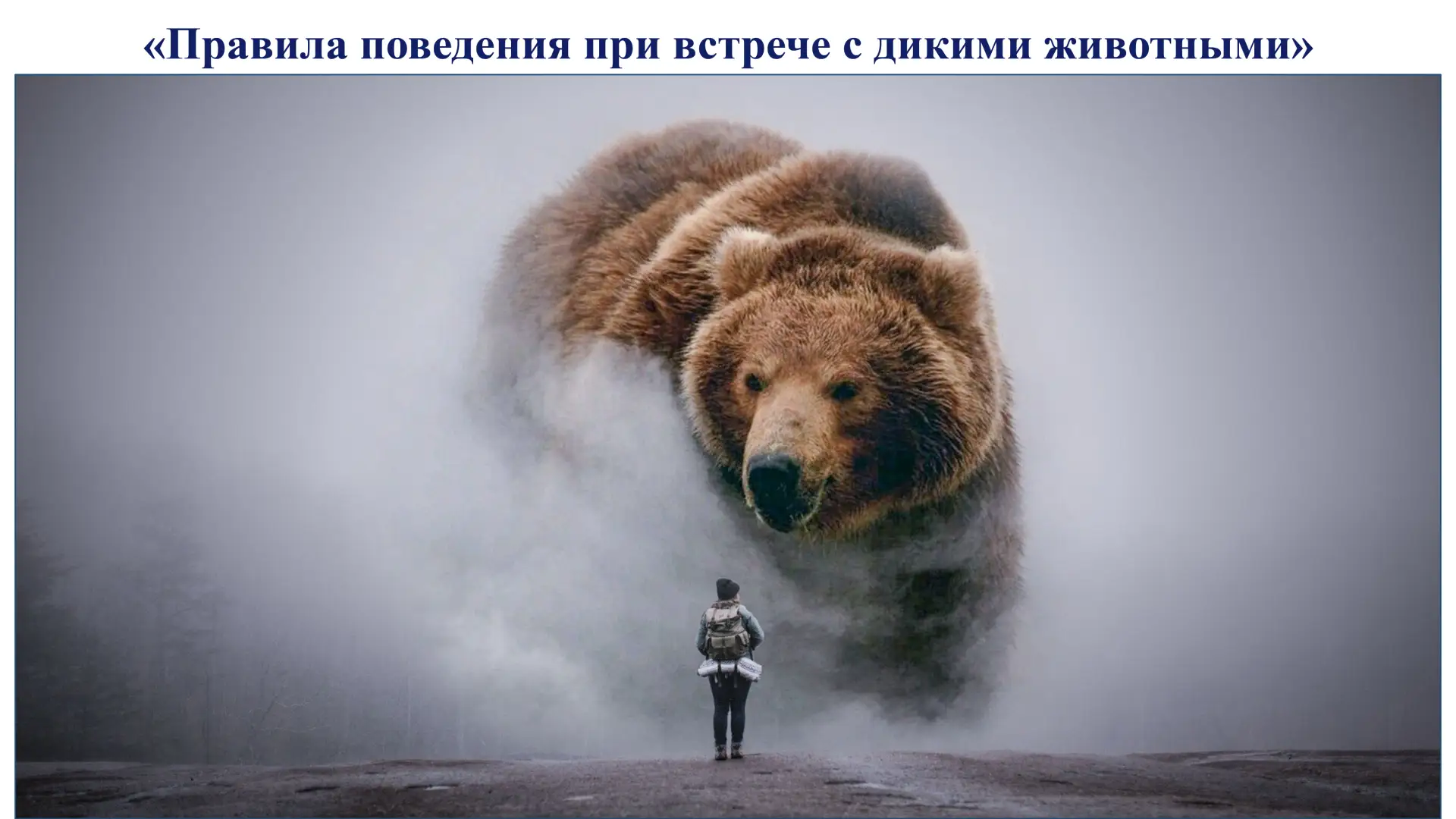 Встреча с дикими животными может обернуться трагедией именно из-за незнания правил пове...