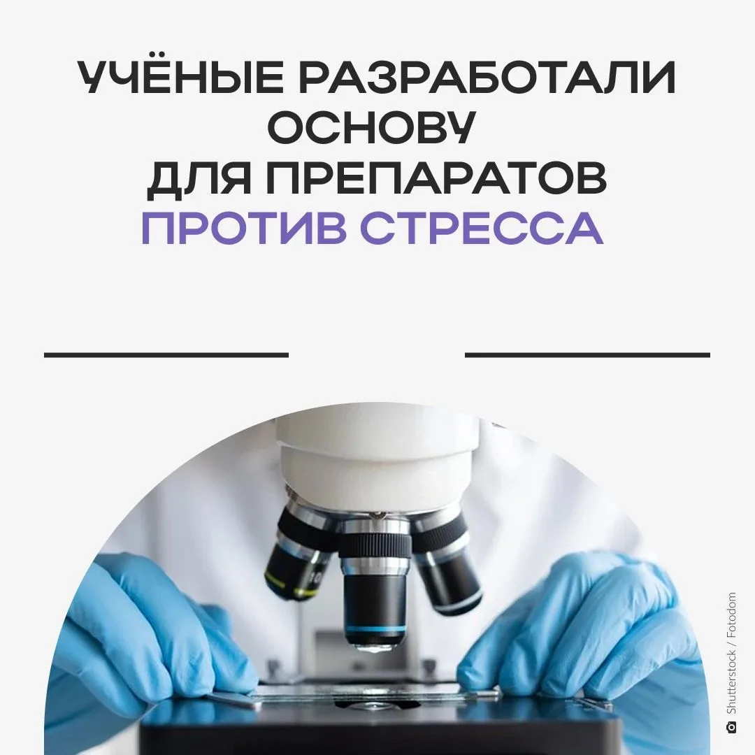 🌿 Без сонливости и апатии: сибирские учёные создали средство от стресса на основе редк...