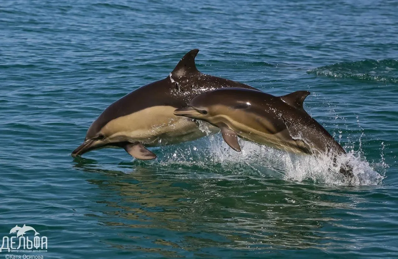 🐬 В Супсехе открылся стационар для лечения и реабилитации черноморских китообразных.