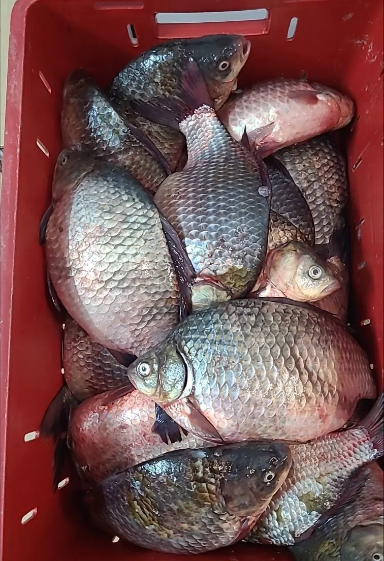 Живой карась,только с реки-200р