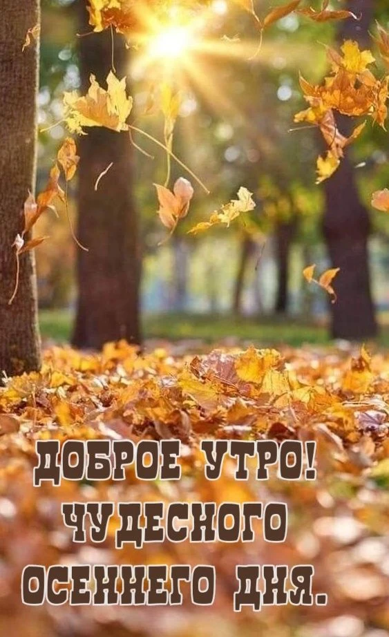 🍁🍁🍁
