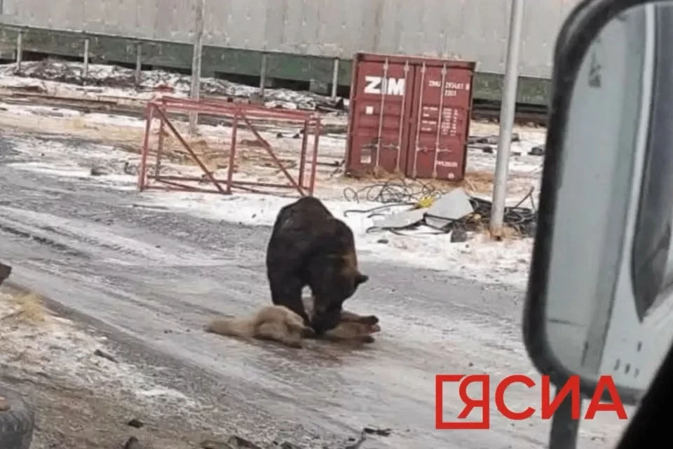 ❗️В Булунском районе Якутии бурый медведь загрыз собаку
