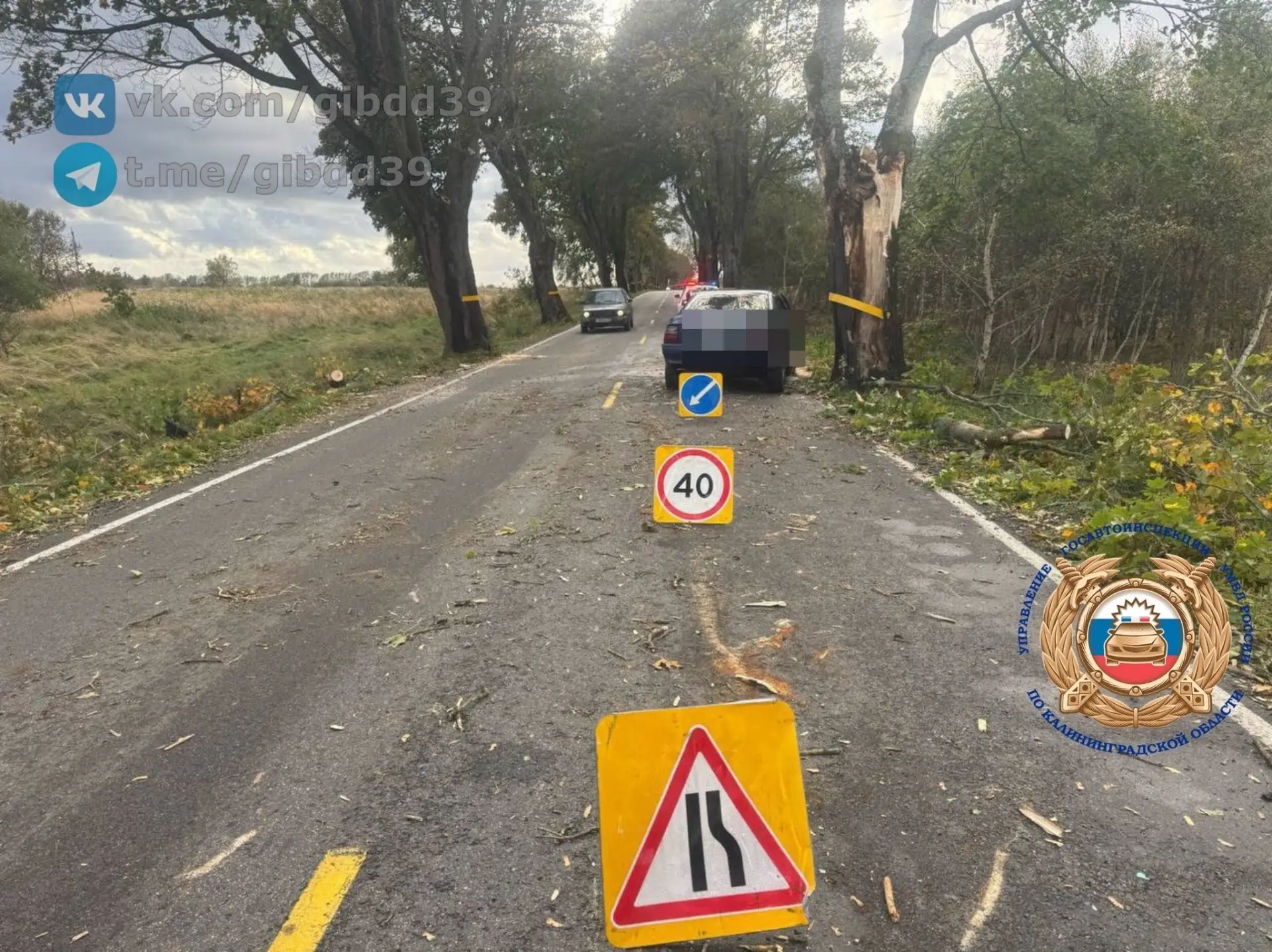 Дерево упало прямо на машину. 🚨