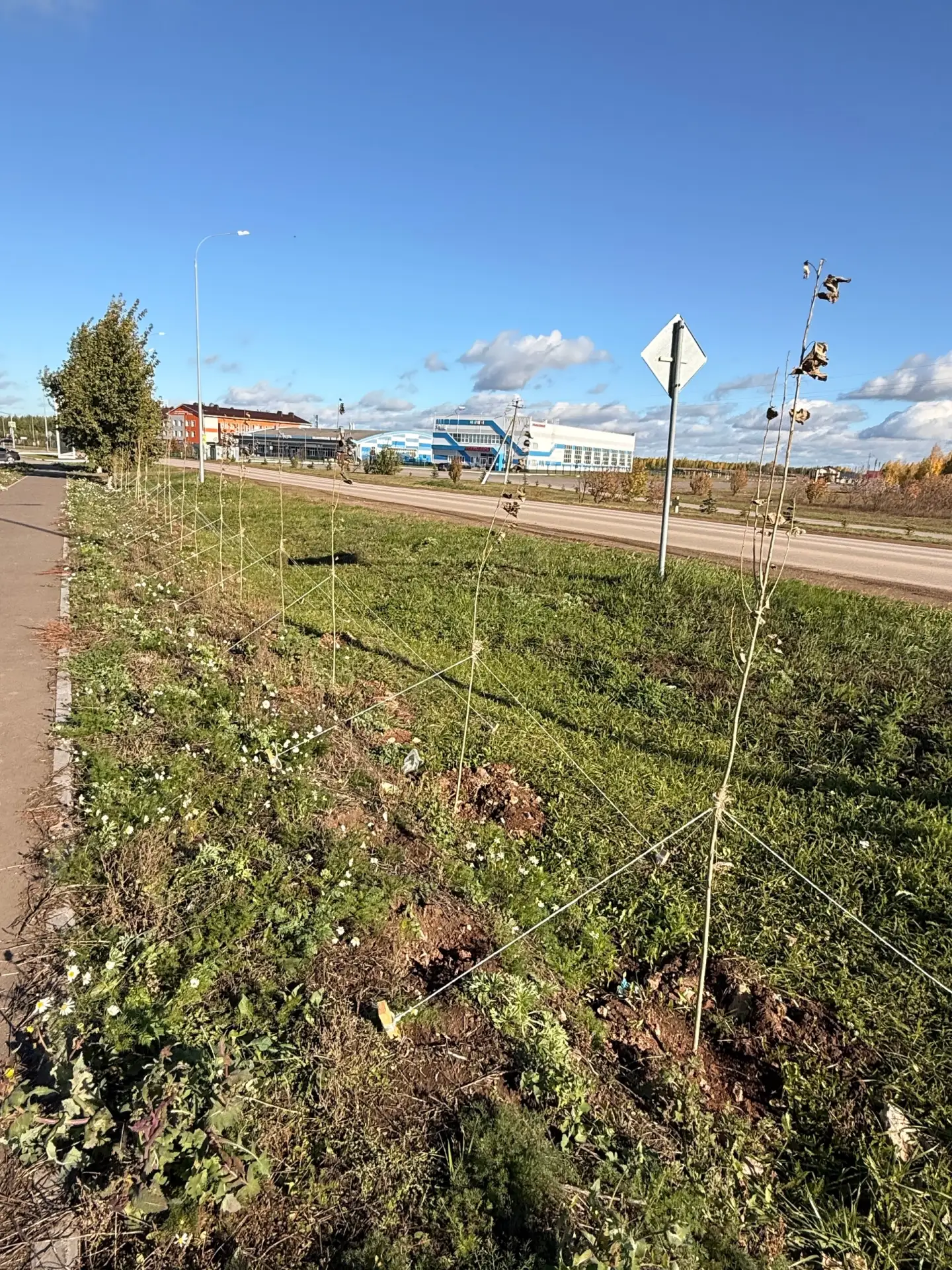 🌳 Мамадыш преображается: в городе высадили сотни новых деревьев