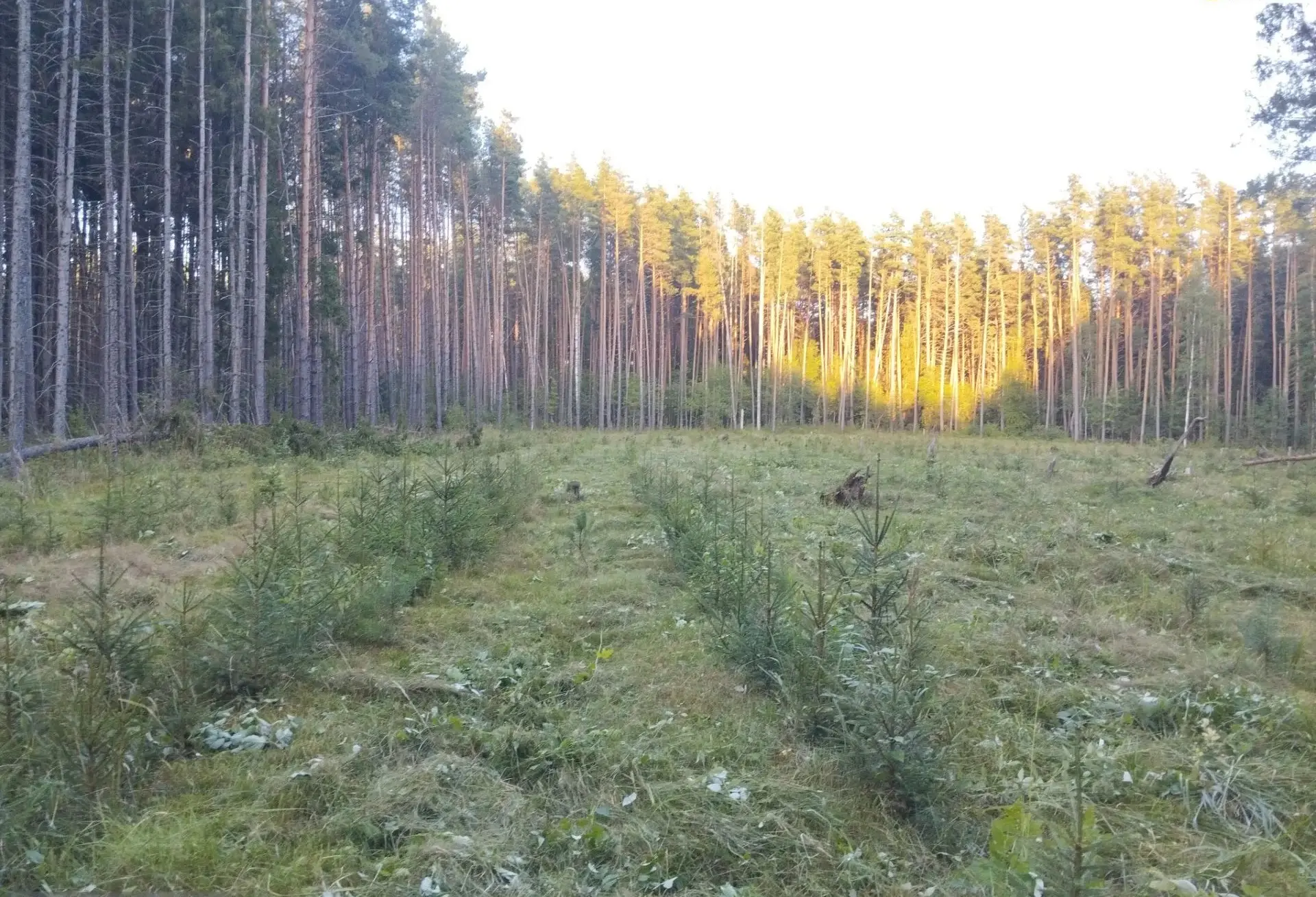 Годовой план по лесоводственному уходу выполнен