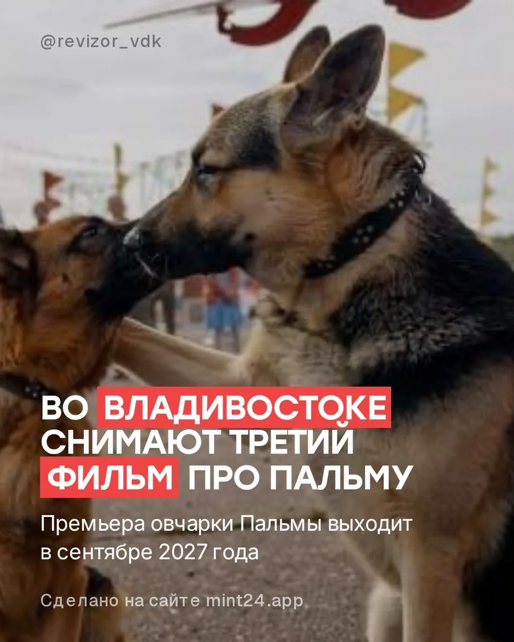 Во Владивостоке идут съёмки третьей части легендарного фильма про овчарку Пальму. Площа...