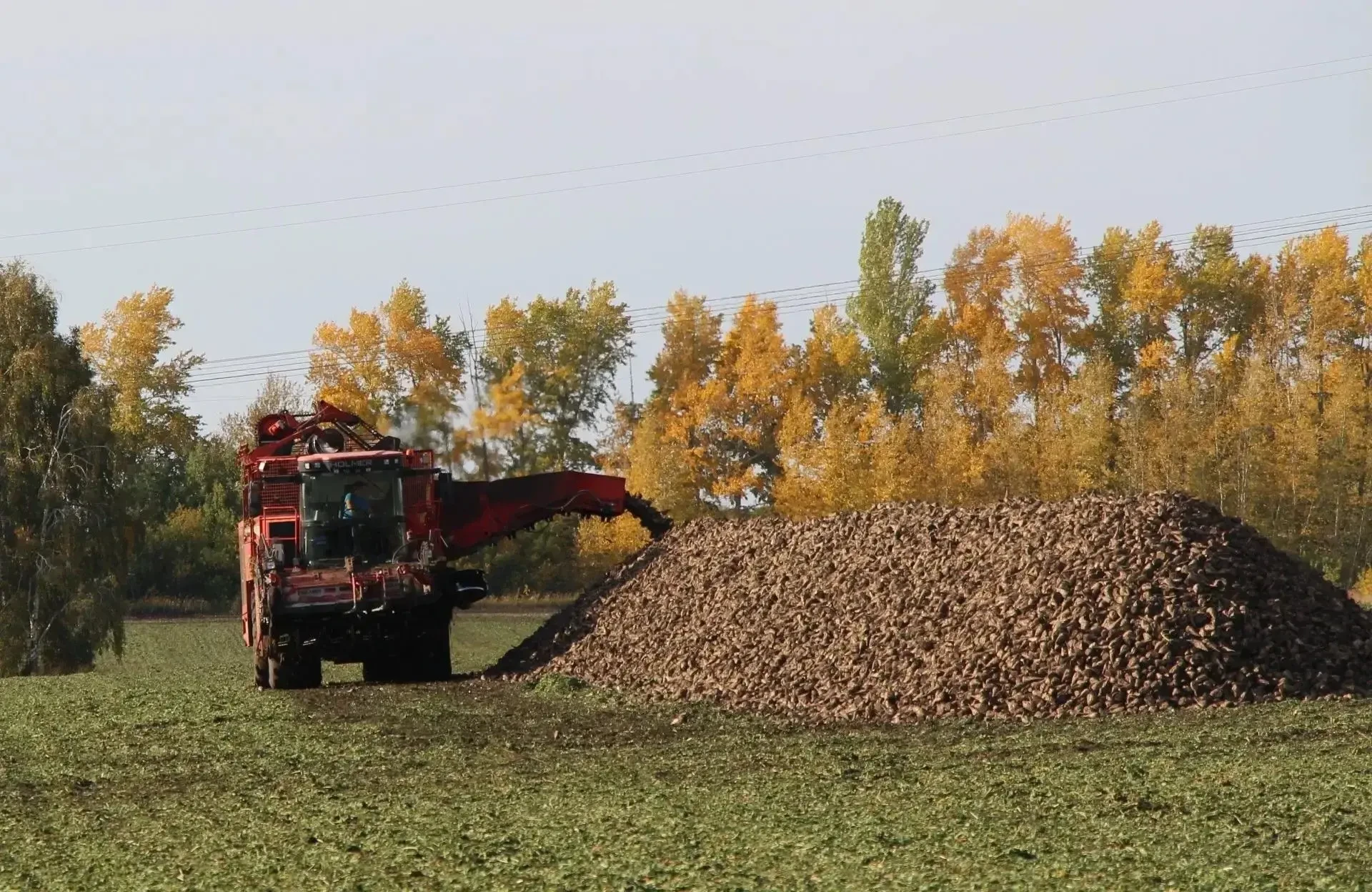 🌾 В Алтайском крае убрали 96% площадей сахарной свеклы