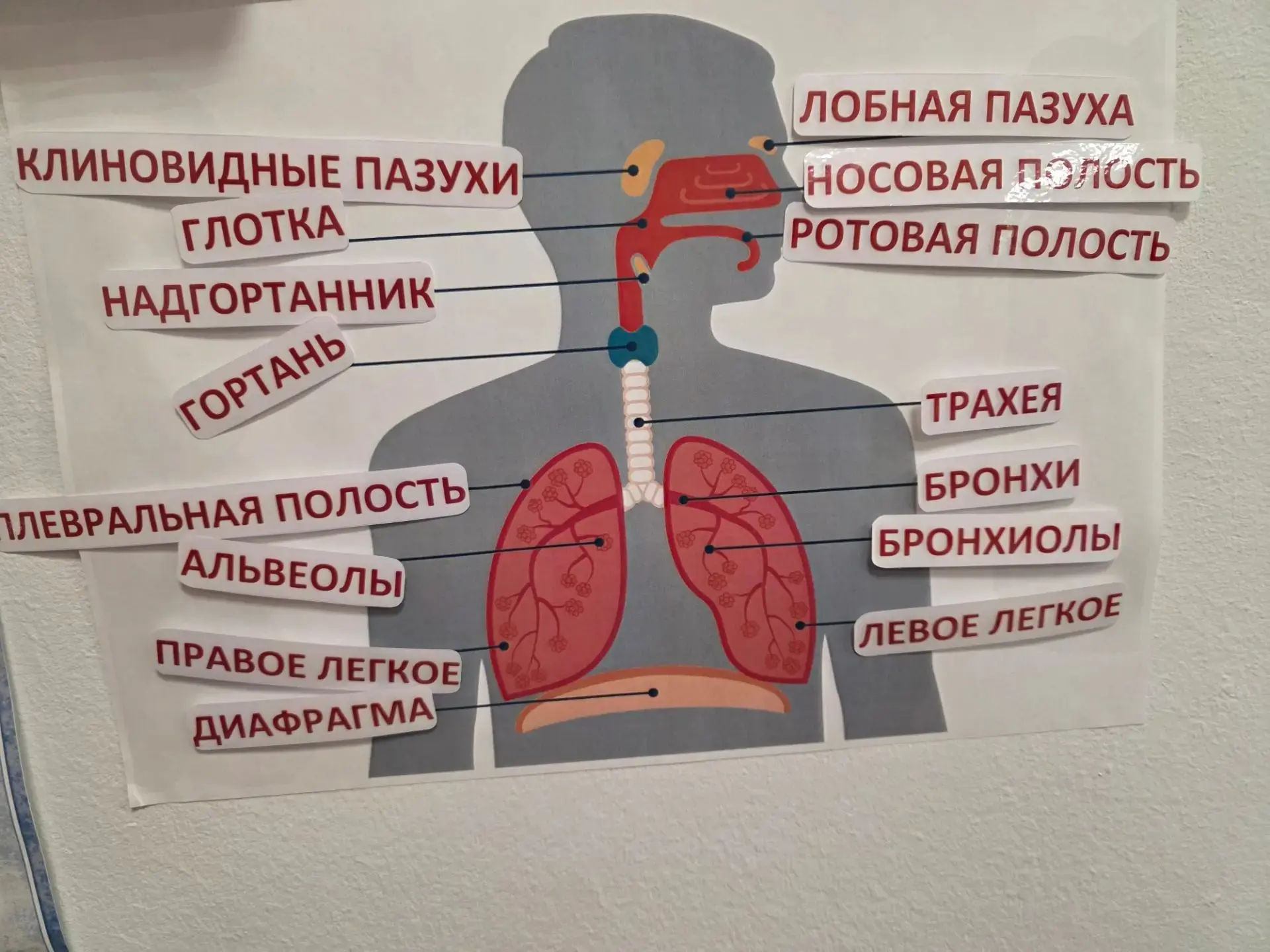 Дети с РАС: учимся понимать своё тело 💙