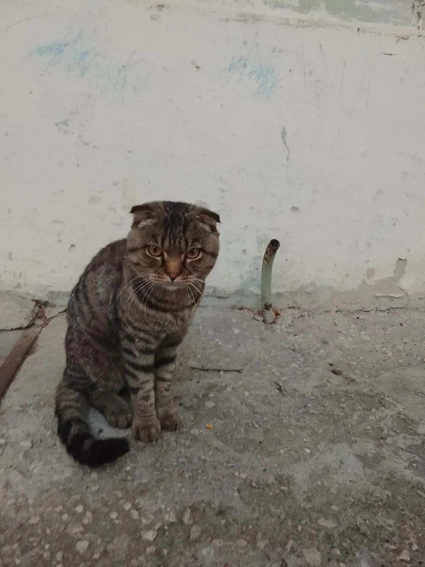 Котик в добрые руки, Татьяна 89297795163