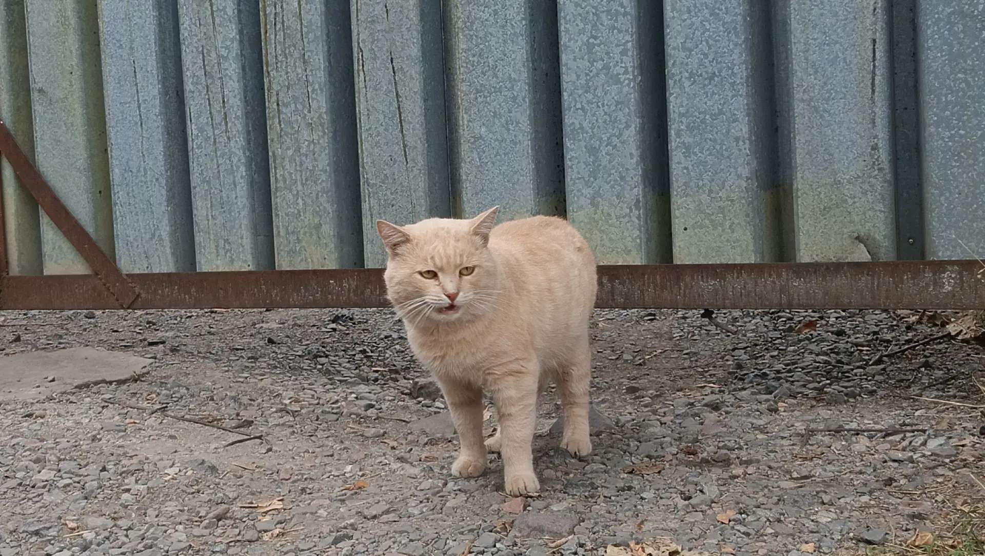 Нашёлся кот домашний, обитает с заднего входа в Мировой суд. Сидит и ждёт все время ког...