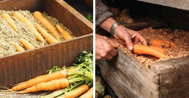 Морковь: убираем и храним правильно 🥕📦