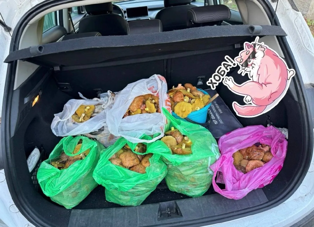 Грибы вывозим машинами!!!! 🍄‍🟫 🧺
