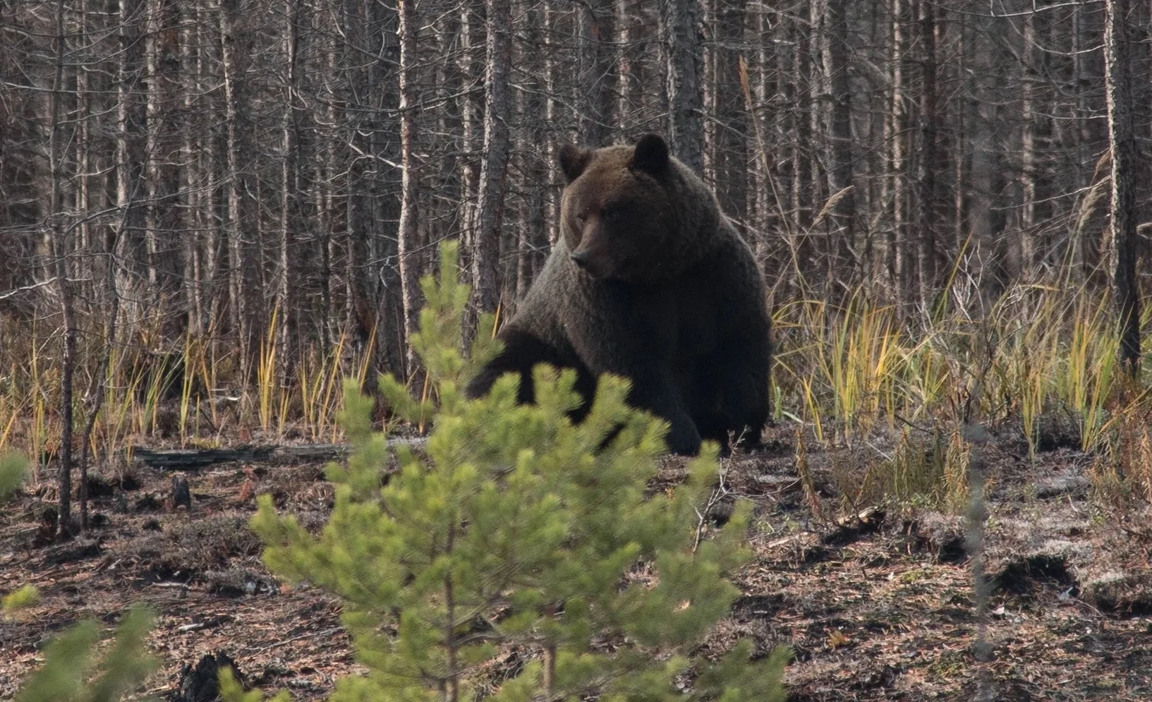 🐻 Осенью в Подмосковье можно встретить медведя!