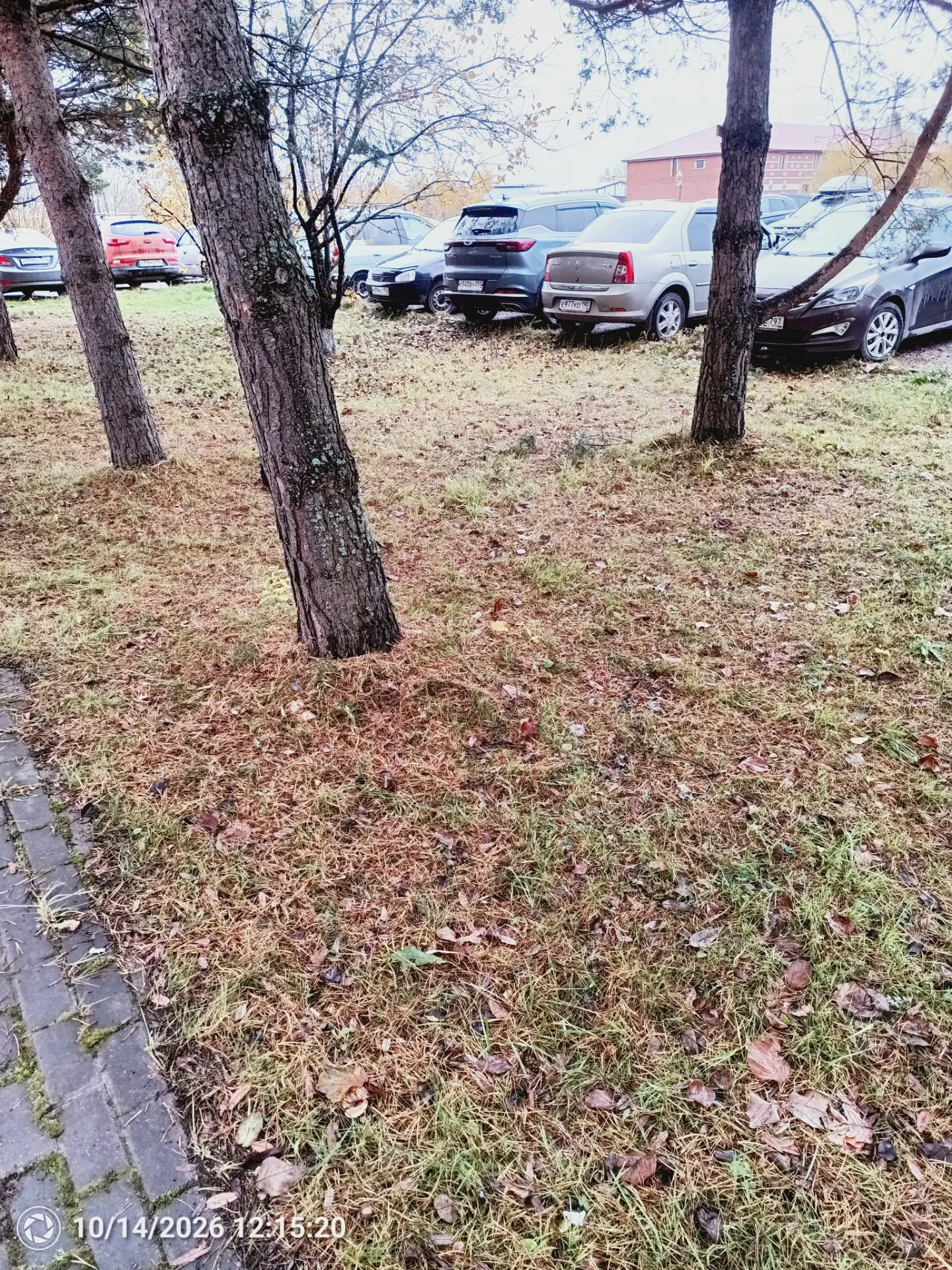 Ну вот в лесу нет ничего, а возле работы рыжики растут 😁