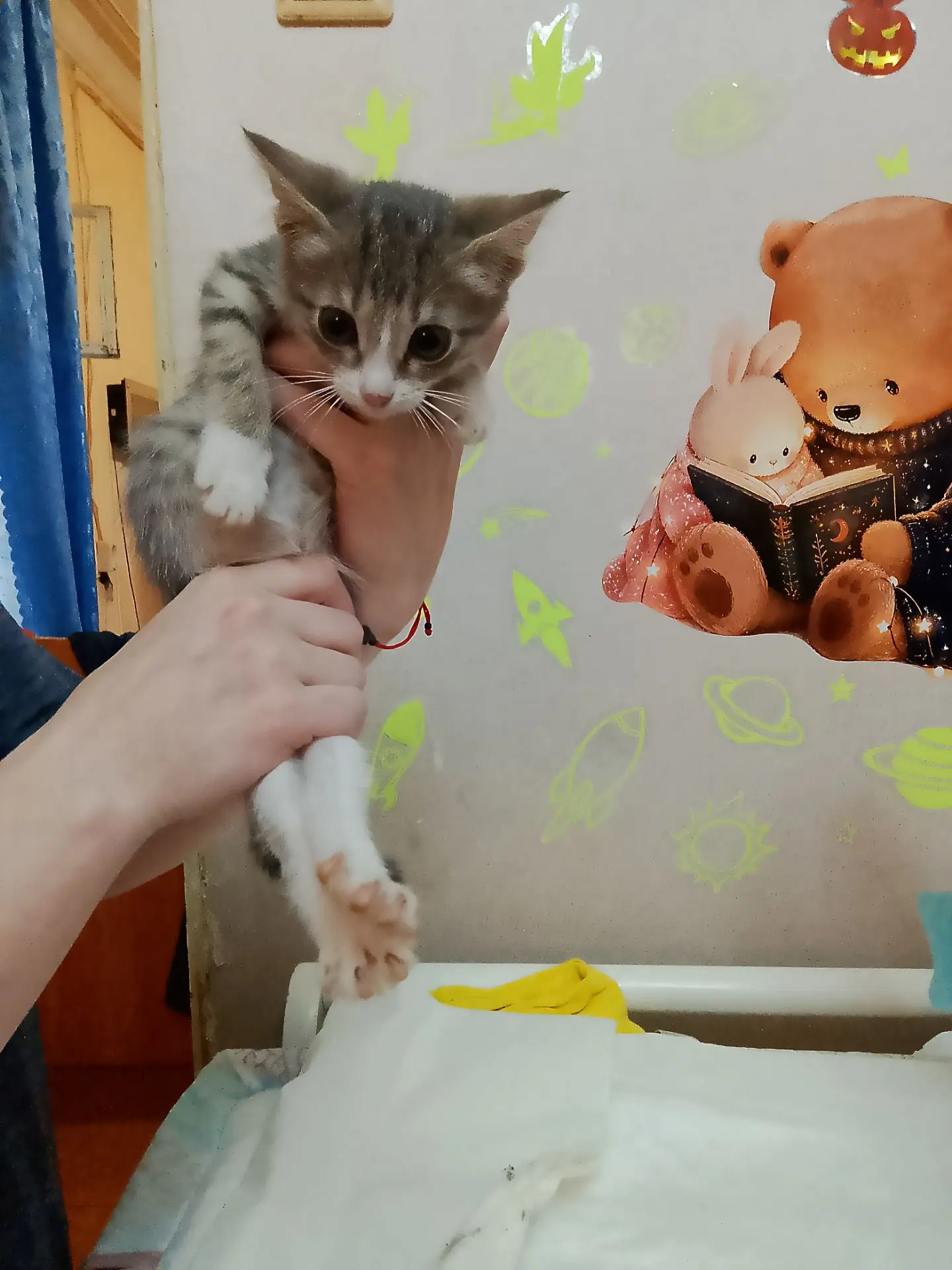 Нашли котенка на улице,взяли на передержку у себя оставить не можем,своих котов хватает...