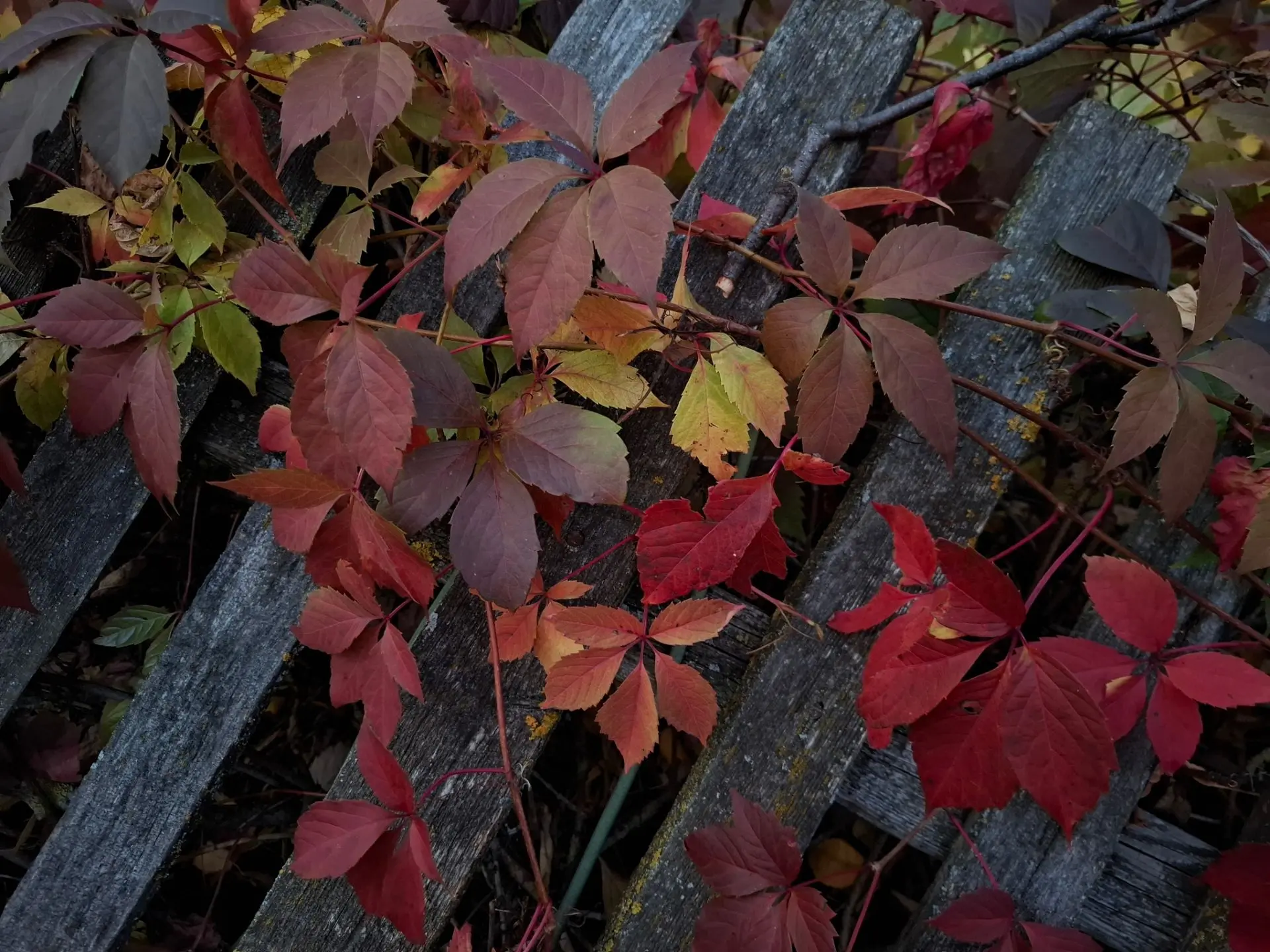 🍁✨️ Доброе утро!