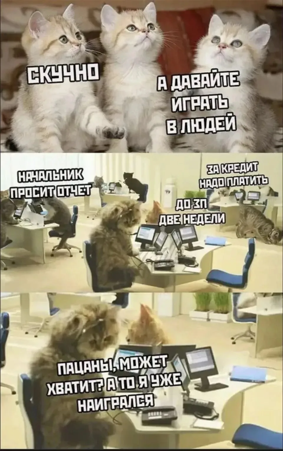 Я бы тоже был не против поиграть в котика: