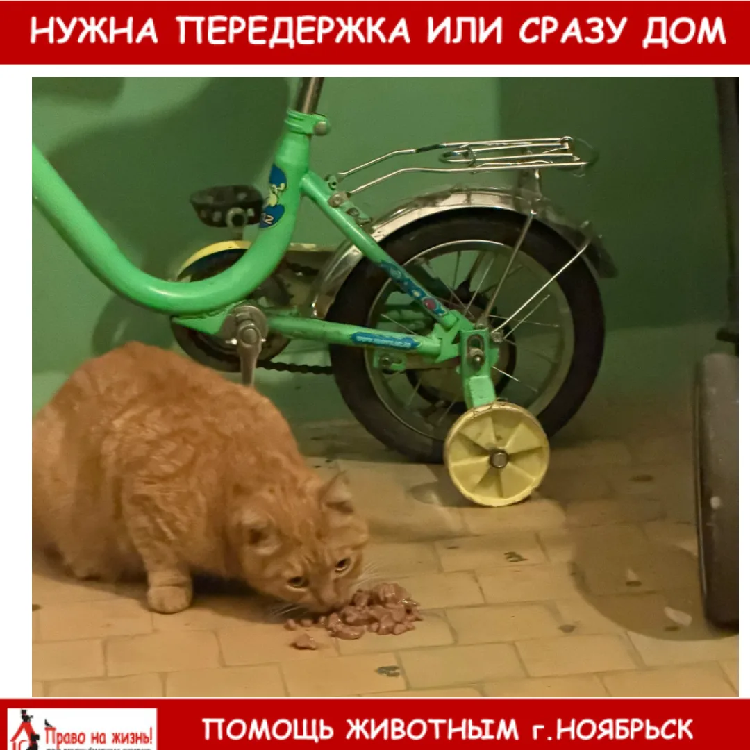Третий день подряд заношу в подъезд котёнка рыжика, очень послушный, спокойный, понимае...