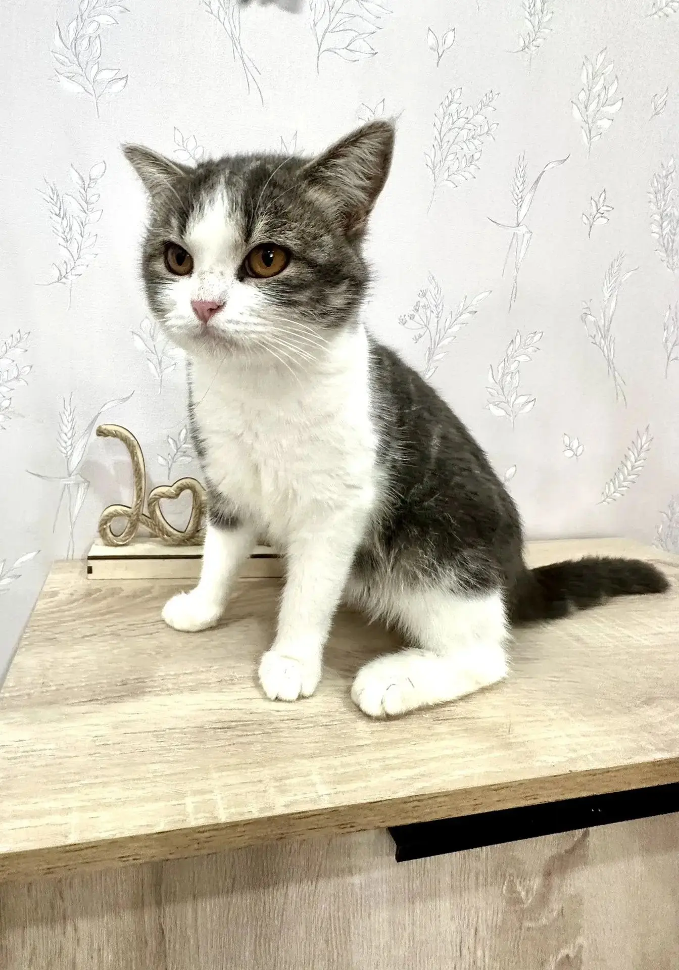 Мишутка🐱