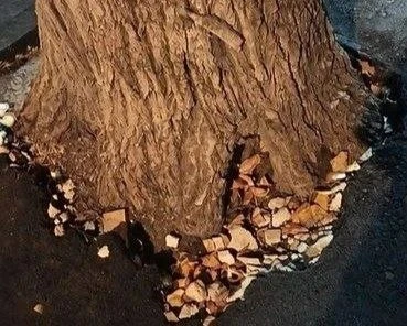 🌿 На Икшинской улице уложили асфальт вплотную к дереву