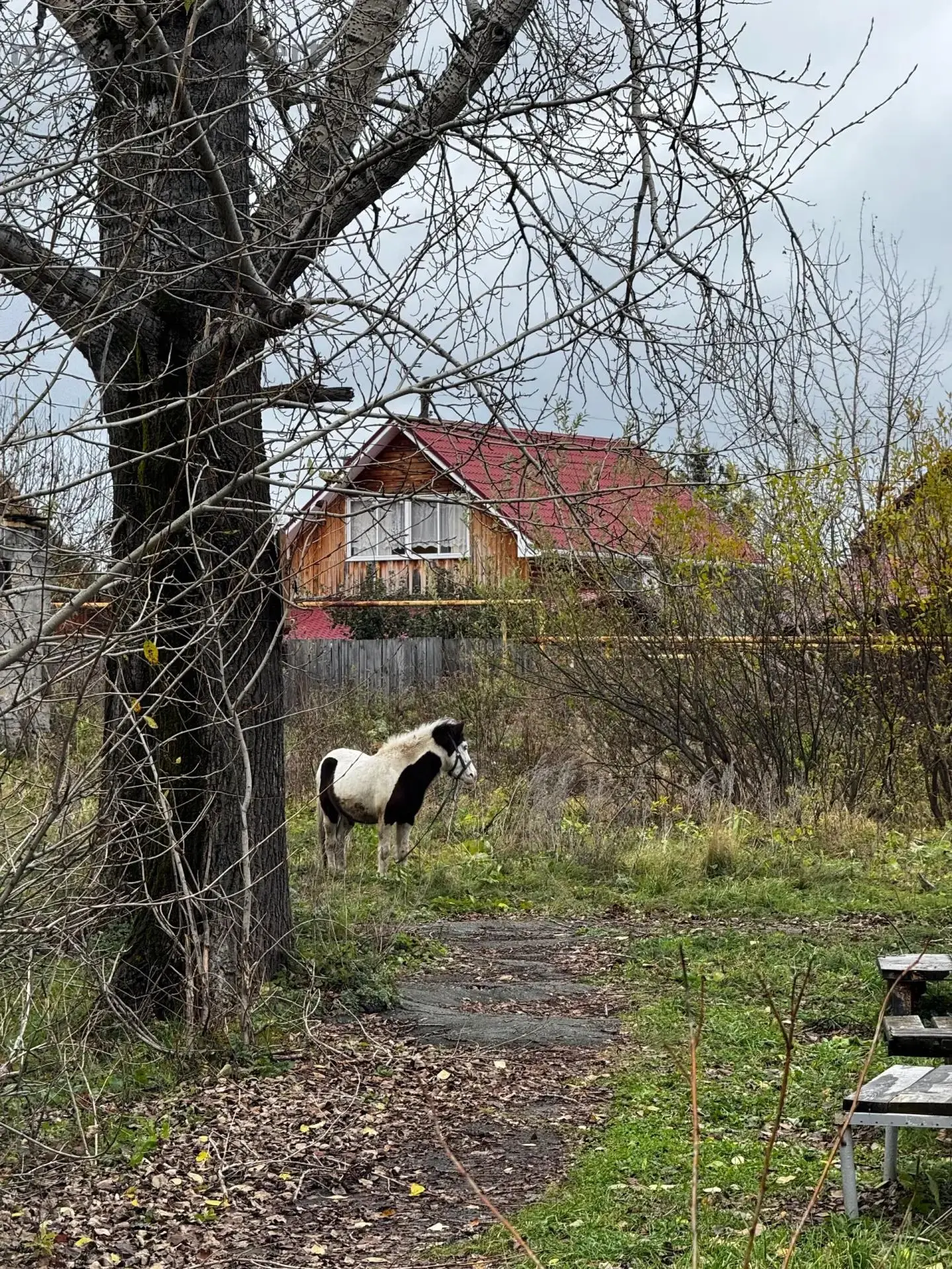 Не в каждом городе при прогулке встретишь таких животных 😀