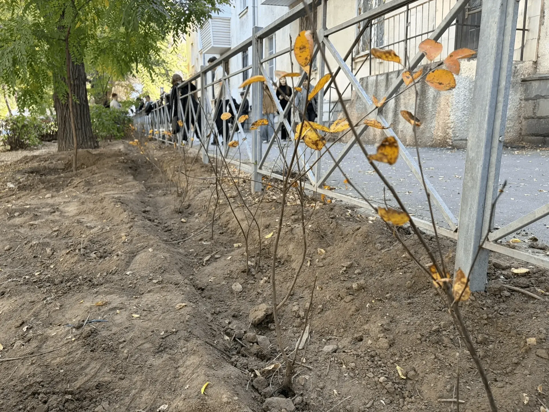 🌳 В Волжском стартовала осенняя акция по озеленению