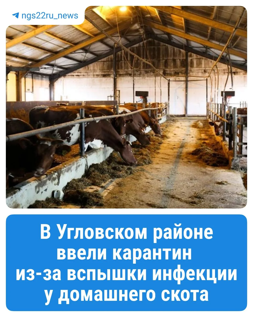 ❗️В Угловском районе ввели карантин из-за вспышки инфекции у домашнего скота