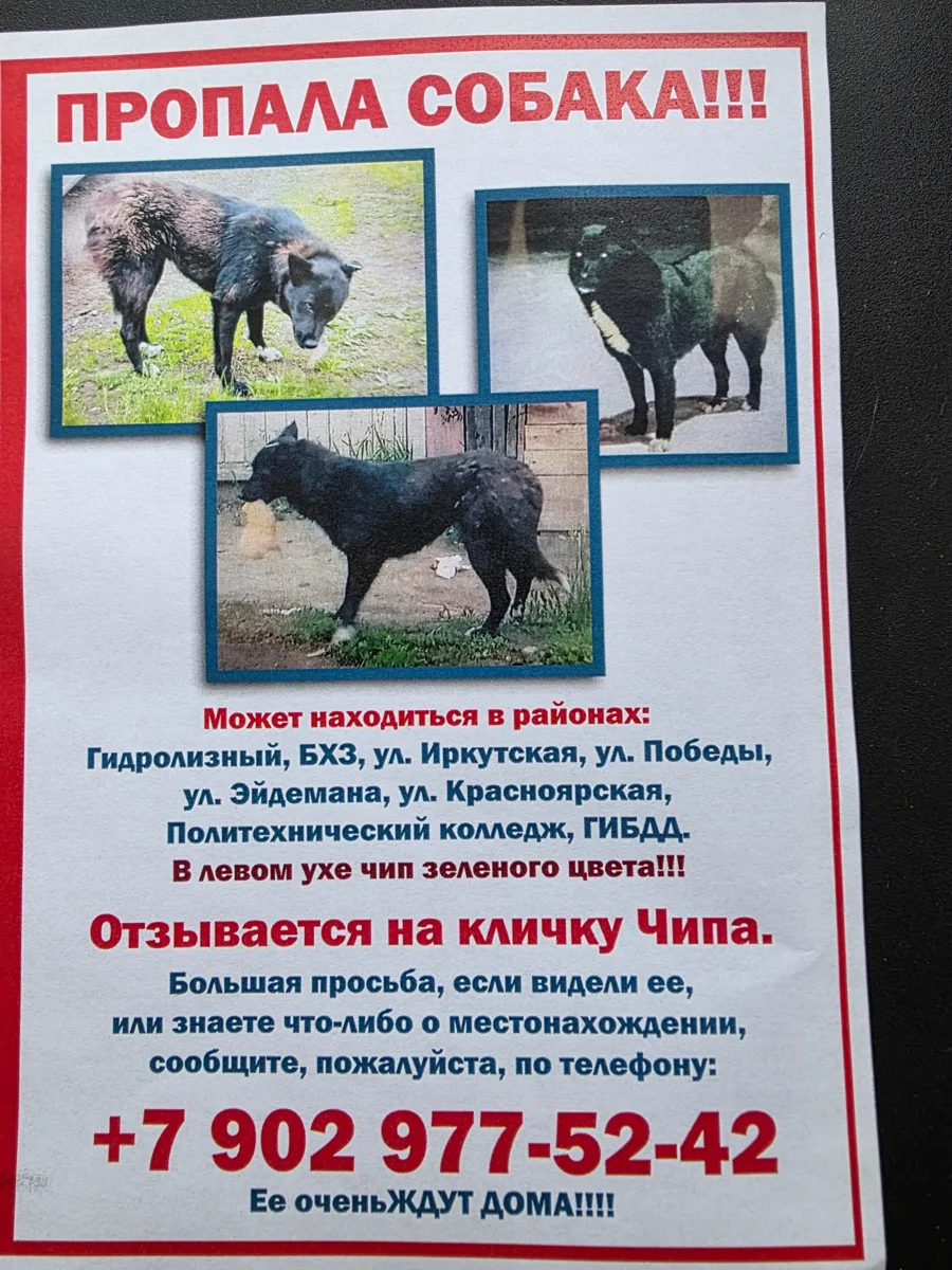 Пропала собака