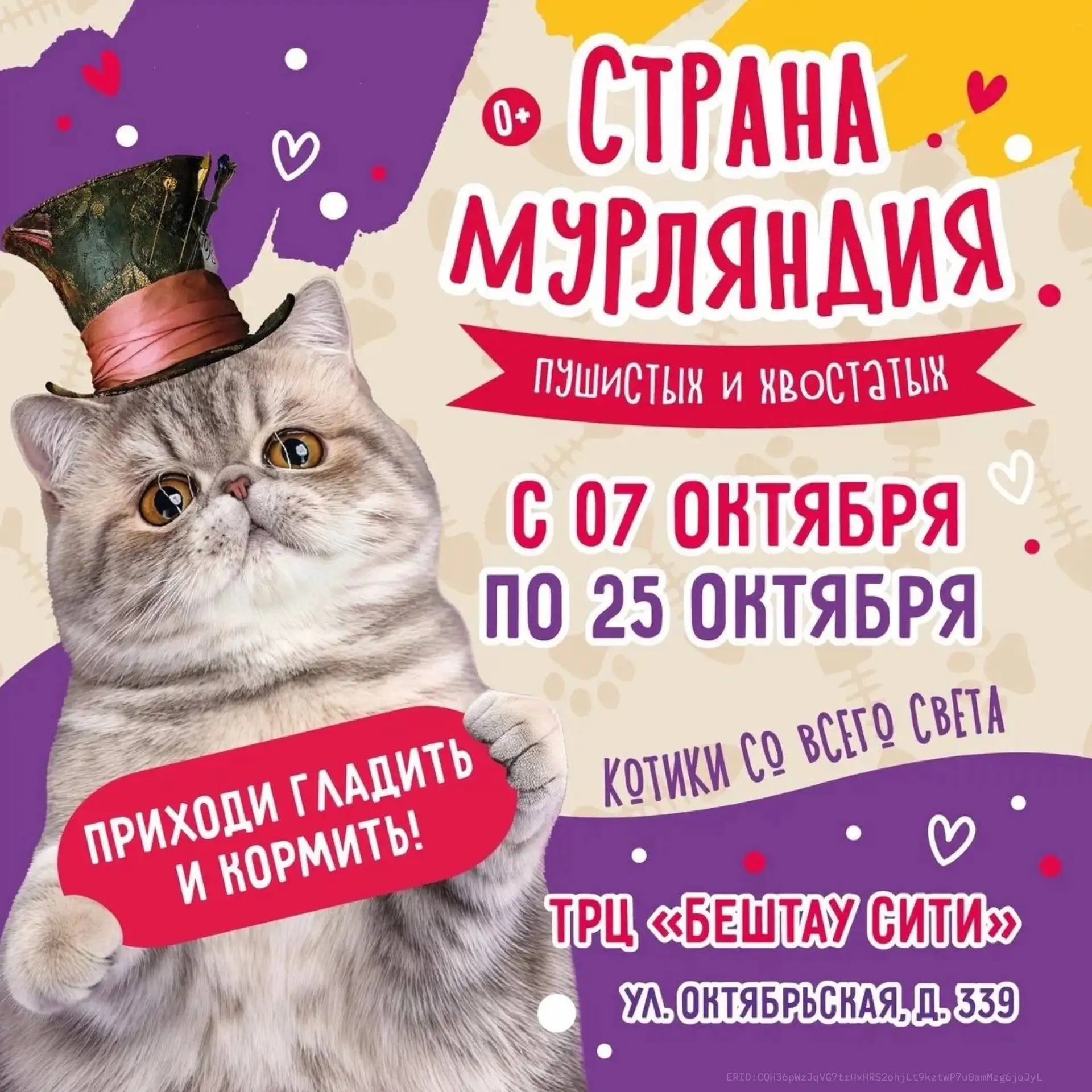 🐾 ЕССЕНТУКИ — КОТИКИ УЖЕ У ВАС! 🐱🧡