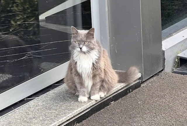 🐈 Если не хотите в Норильск, вот вам Турция. Осенью россияне массово побежали к врачам...