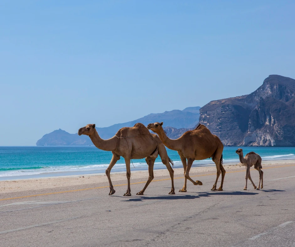 Оман становится ещё доступнее! ✈️ Благодаря блокам мест на рейсах Oman Air можно отправ...