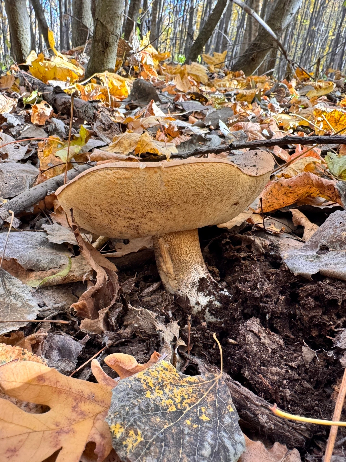 Второе воскресенье октября радует грибным уловом! 🍄‍🟫☀️