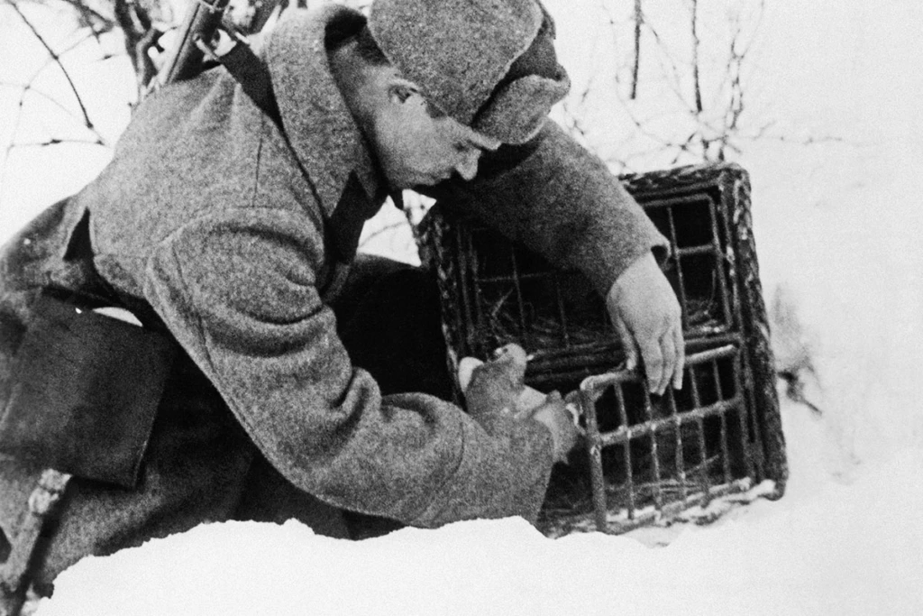 Мало кто знает, что во время Великой Отечественной войны почтовые голуби служили в Крас...