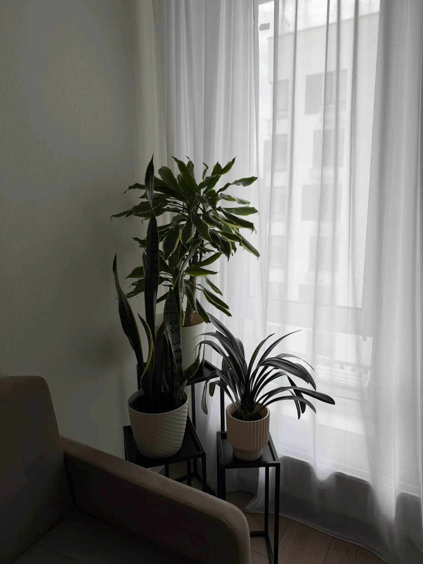 Первый раз купила живые растения 🌱 мне так нравится 😍
