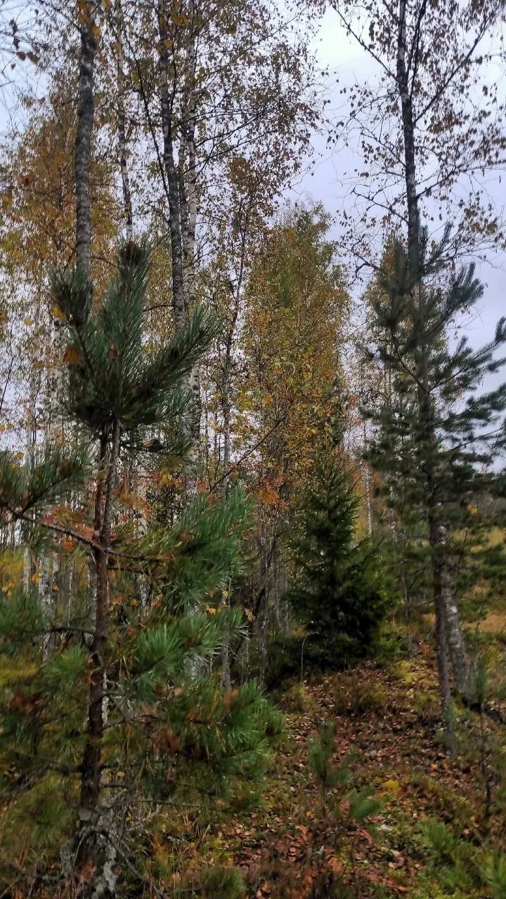 🍂🍁