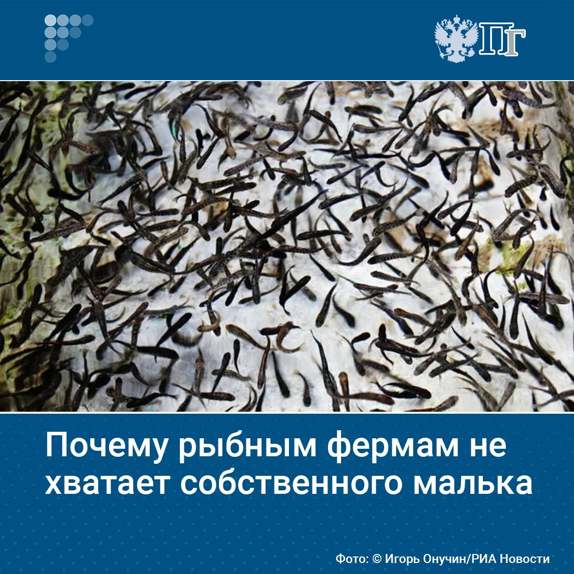 Снижение объемов производства форели, атлантического лосося и других лососевых связано ...