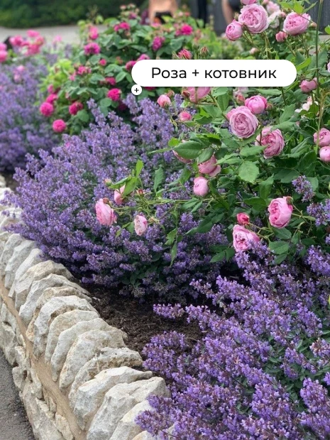 15 лучших компаньонов для роз🌹