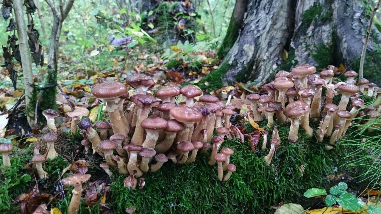 Ну просто неприличная грибная красота от нашего подписчика 😍