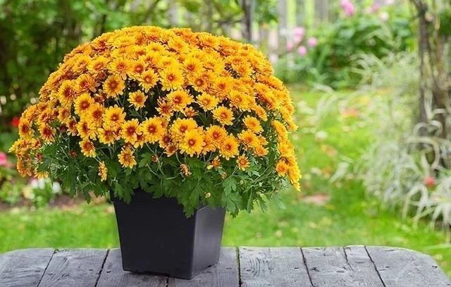 Хризантема — королева осени 🌼