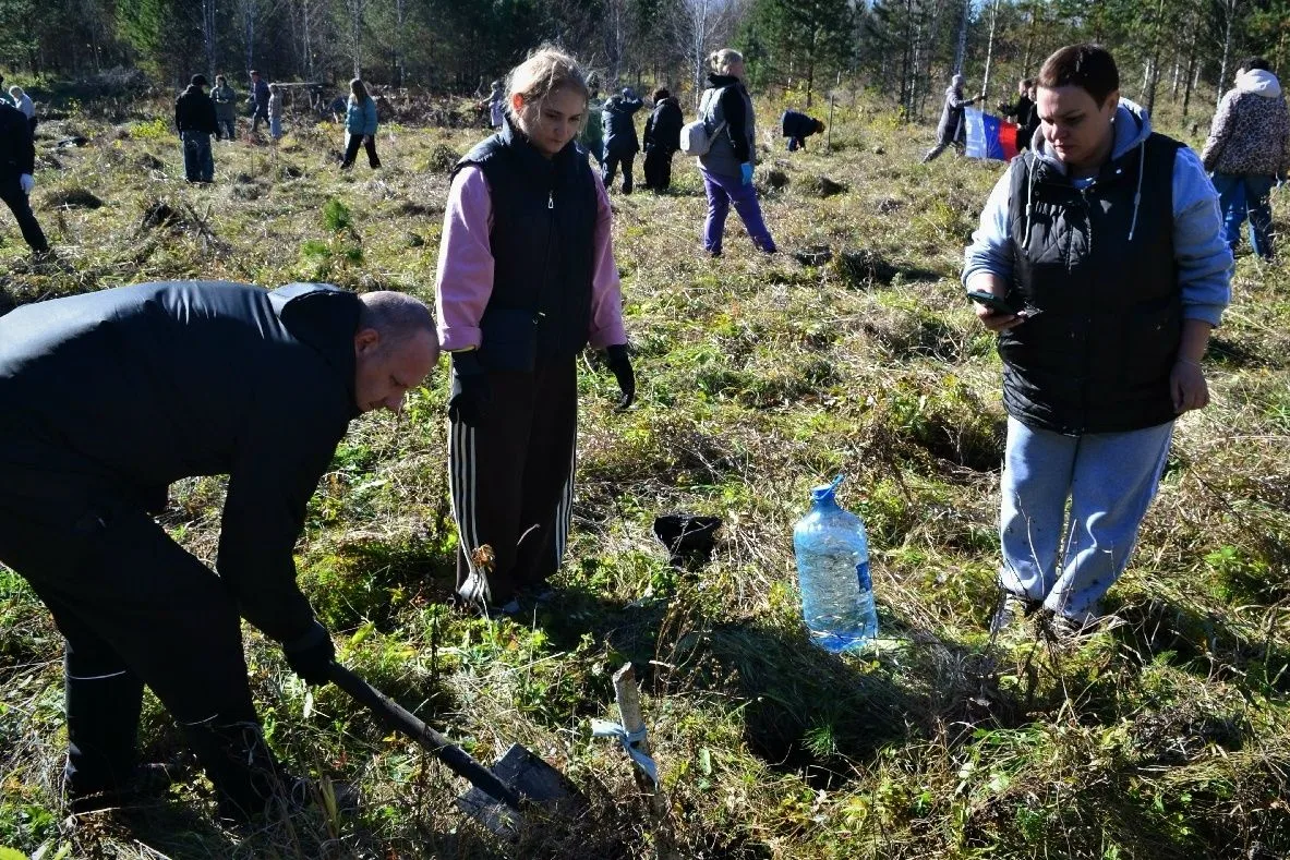 🌿В Саткинском округе заложили кедровую рощу
