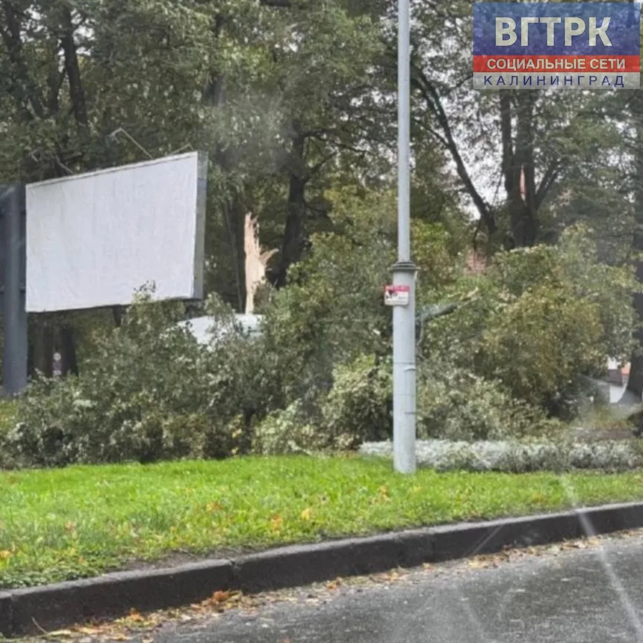 😱Большое дерево упало на легковушку у бизнес-центра «Юбилейный» на Университетской улице.