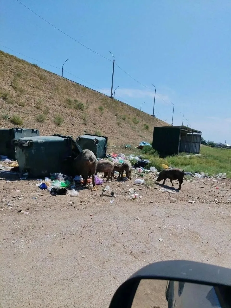 👀В астраханском селе Яманцуг свиньи устроили «мусорный террор»