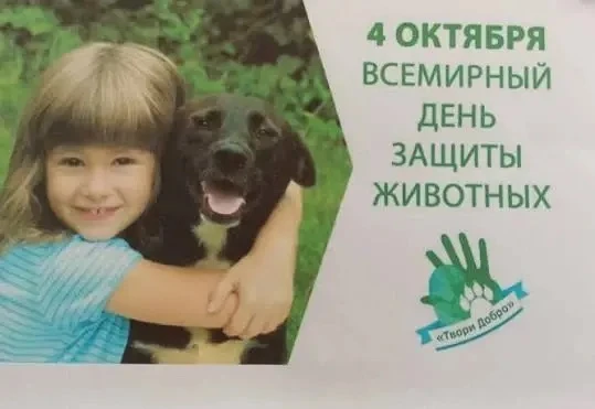 🐱🐶4 октября весь мир отмечал День защиты животных. Не секрет, что во многих странах д...
