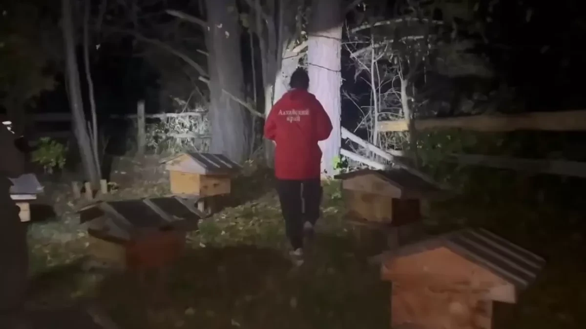 Трех медведей отстрелили в месте нападения медведя на подростка в Солтонском районе