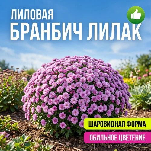 Девочки, как думаете? Можно заказывать? Цена хорошая!