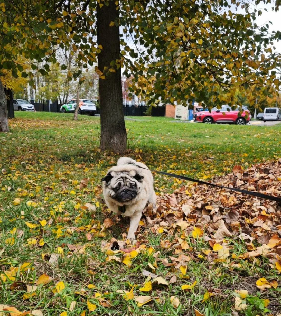 Осень 🍁☔