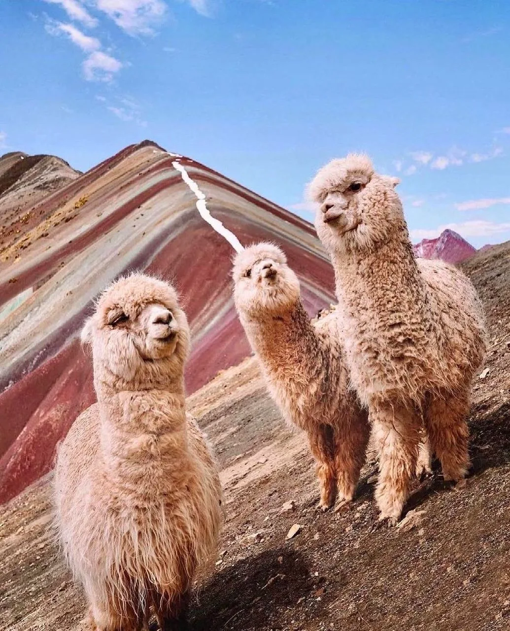 Заведение друзей в Перу🇵🇪