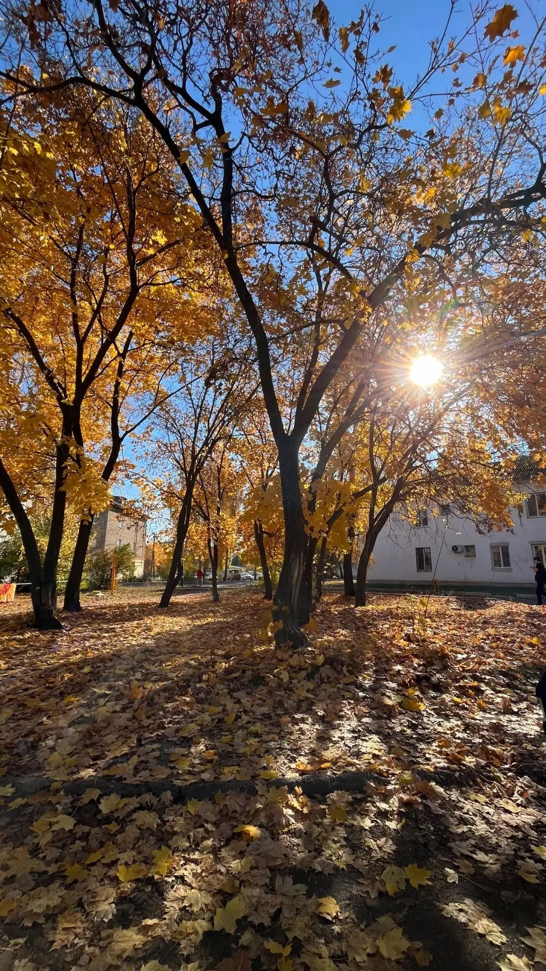 Солнечная осень.🍁 Фото от подписчика Руслана.